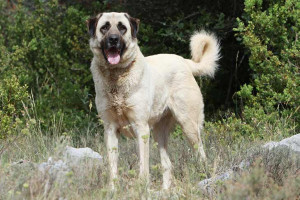 Meet the Loyal and Protective Anatolian Shepherd Dog - Connect with Accredited Breeders to Bring Home Your New Guardian