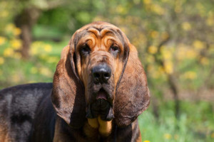 Meet the Noble Bloodhound - Learn about their exceptional sense of smell and gentle personality, and find responsible breeders to bring home this loyal and affectionate dog!