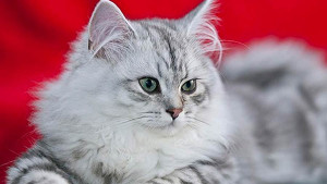 Fall in Love with the Fluffy and Playful Asian Semi-longhair - Connect with Accredited Breeders to Find Your New Feline Friend on Our Site