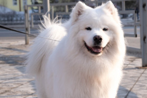 Discover the beauty and intelligence of the American Eskimo Dog - available in Toy, Miniature, and Standard sizes! Start your search for a loving companion from our list of trusted breeders.