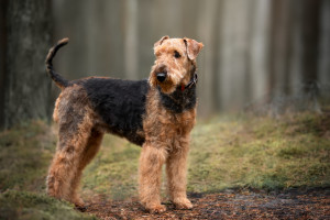 Discover the spirited and adventurous Airedale Terrier - a breed that's as fun-loving as it is loyal. Find reputable Airedale Terrier breeders and bring home your new furry friend today!