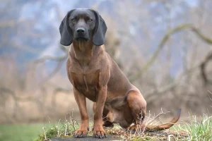 Discover the beauty and versatility of the Bavarian Mountain Hound - a loyal and intelligent breed bred for hunting in the Bavarian region of Germany. Find reputable breeders and learn more about this magnificent breed on our website!