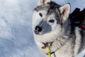 Meet the energetic and hardworking Alaskan Husky - a breed with a love for adventure and a strong desire to please its owners. Learn more about this versatile breed and find reputable Alaskan Husky breeders to bring home your new four-legged companion.