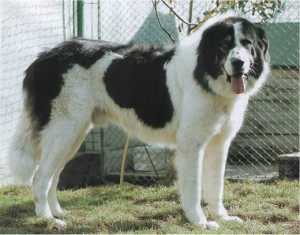 A loyal and fearless protector, the Bukovina Sheepdog is a breed with a rich history. Learn more about this remarkable dog and find reputable breeders on our website.