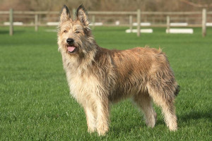 Discover the Charming Berger Picard - Explore their history and personality, and find trusted breeders to add this loving and energetic dog to your family!