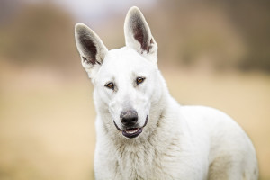 Discover the Majestic American White Shepherd - Find Your New Best Friend from Reputable Breeders on Our Site