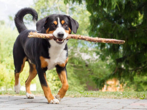 Meet the Energetic and Versatile Appenzeller Sennenhund - Find Your New Four-Legged Adventure Partner from Accredited Breeders on Our Site