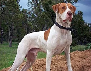 Introducing the Bull Arab - a powerful and versatile dog breed. Check out our list of reputable breeders and learn more about this incredible breed today!