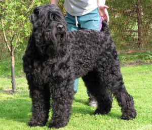 Experience the Power of the Black Russian Terrier - Explore their protective nature and find reputable breeders to bring home this devoted and intelligent dog!