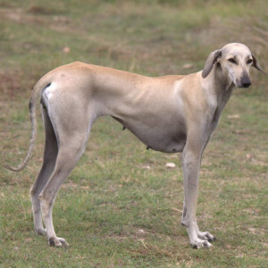 Discover the beauty and intelligence of the Chippiparai breed. Our website provides information and a list of Chippiparai breeders who prioritize health and temperament in their breeding programs.