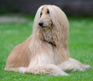 Captivating Afghan Hound: Unleashing the Elegance and Expertise of this Majestic Breed | Discover Afghan Hound Breeders Near You