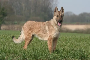 Uncover the Unique Belgian Shepherd Laekenois - Explore their distinctive coat and find reputable breeders to add this intelligent and versatile dog to your family!