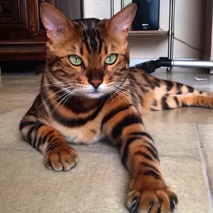 Meet the captivating Bengal cat, showcasing its mesmerizing spots and lively demeanor. Embrace the wild elegance and playful spirit of this extraordinary breed.