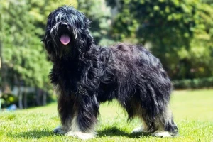 Meet the charming and energetic Portuguese Sheepdog! This rare breed is known for their curly, fluffy coats and their boundless energy. Whether you're looking for a loyal companion or a hardworking herding dog, the Portuguese Sheepdog is an excellent choice. Browse our list of reputable Portuguese Sheepdog breeders and find your perfect match today!