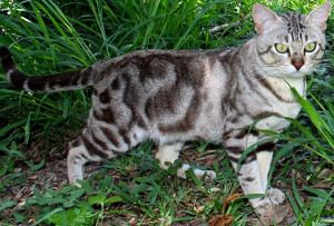 Discover the Mesmerizing Beauty of Australian Mist Cats: Delight in the Unique Spotted Coats and Gentle Personalities. Navigate Our Informative Website for In-Depth Information and Connect with Reputable Australian Mist Breeders to Bring Home Your Feline Companion!
