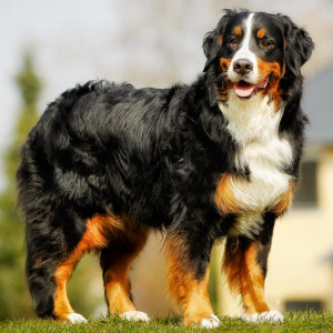 Fall in Love with the Bernese Mountain Dog - Learn about their gentle nature and find reputable breeders to bring home this big, cuddly teddy bear of a dog!