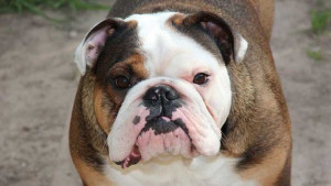 Meet the Adorable and Loyal Australian Bulldog - Find Your New Furry Family Member from Accredited Breeders on Our Site