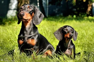 Meet the lovable Dachshund - from Toy to Miniature to Standard! Browse our list of reputable breeders and find your perfect furry companion today.