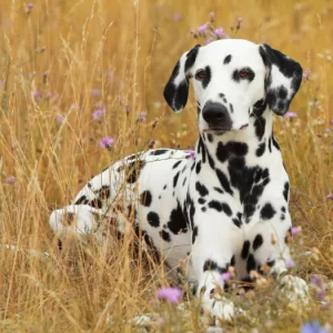 Discover the classic beauty and playful personality of the Dalmatian! Browse our list of reputable breeders and find your loyal and loving companion today.