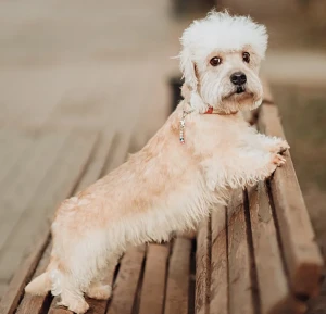 Meet the charming and unique Dandie Dinmont Terrier! Learn more about this breed's history, characteristics, and temperament, and find your perfect furry companion from our list of reputable breeders.