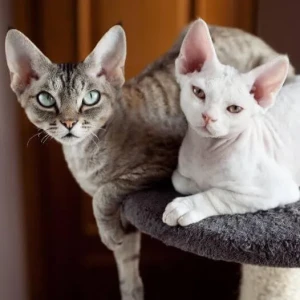 Meet the unique and charming Devon Rex - a feline breed known for its curly coat and playful personality. Learn more about this breed's history, characteristics, and temperament, and find your perfect furry companion from our list of reputable breeders.