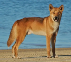 Discover the natural beauty and independent spirit of the Australian Dingo - a breed with a rich history and unique personality. Learn more about this fascinating breed, and find your perfect furry companion from our list of reputable breeders.