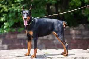 Meet the intelligent and loyal Doberman Pinscher - a breed known for its sleek appearance and protective nature. Learn more about this breed's history, characteristics, and temperament, and find your perfect furry companion from our list of reputable breeders.