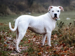 Discover the powerful and loyal Dogo Argentino - a breed with a rich history and an unwavering dedication to its family. Learn more about this breed's characteristics, temperament, and training requirements, and find your perfect furry companion from our list of reputable breeders.
