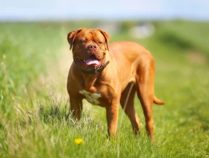 Meet the regal and loyal Dogue de Bordeaux - a breed with a long history and a loving personality. Learn more about this breed's characteristics, temperament, and health considerations, and find your perfect furry companion from our list of reputable breeders.