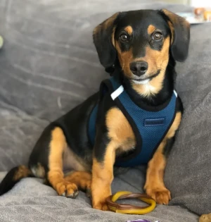 Discover the adorable and affectionate Dorgi - a breed with a unique mix of traits from its Corgi and Dachshund heritage. Learn more about this lovable breed, and find your perfect furry companion from our list of reputable breeders.