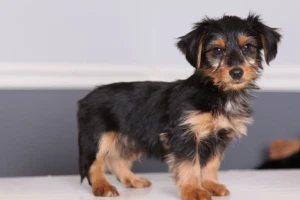 Meet the charming and affectionate Dorkie - a breed with a playful personality and a mix of traits from its Dachshund and Yorkshire Terrier heritage. Learn more about this lovable breed, and find your perfect furry companion from our list of reputable breeders.