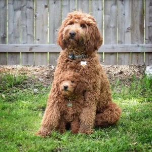 Discover the adorable and friendly Double Doodle - a breed that combines the traits of the Poodle, Golden Retriever, and Labrador Retriever. Learn more about this lovable breed, and find your perfect furry companion from our list of reputable breeders.