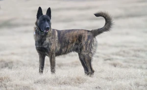 Meet the versatile and intelligent Dutch Shepherd Dog - a breed known for its athleticism, trainability, and unwavering loyalty. Learn more about this breed's history, characteristics, and temperament, and find your perfect furry companion from our list of reputable breeders.