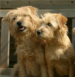 Discover the adorable and lively Dutch Smoushond - a breed known for its unique appearance and cheerful personality. Learn more about this charming breed's characteristics, temperament, and care requirements, and find your perfect furry companion from our list of reputable breeders.
