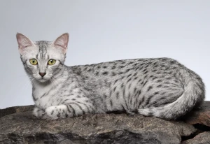 Meet the exotic and elegant Egyptian Mau - a breed known for its striking coat pattern and affectionate personality. Learn more about this breed's history, characteristics, and temperament, and find your perfect feline companion from our list of reputable breeders.