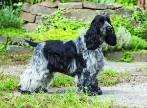 Discover the charming and affectionate English Cocker Spaniel - a breed known for its merry disposition and playful nature. Learn more about this breed's history, characteristics, and care requirements, and find your perfect furry companion from our list of reputable breeders.
