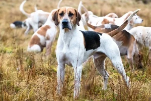 Meet the sleek and athletic English Foxhound - a breed known for its excellent hunting skills and friendly personality. Learn more about this breed's history, characteristics, and temperament, and find your perfect furry companion from our list of reputable breeders.