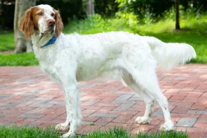 Meet the elegant and friendly English Setter - a breed known for its beautiful coat and gentle disposition. Learn more about this breed's history, characteristics, and care requirements, and find your perfect furry companion from our list of reputable breeders.