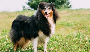 Meet the loyal and hardworking English Shepherd - a breed known for its intelligence, versatility, and strong herding instincts. Learn more about this breed's history, characteristics, and suitability as a working or family dog, and find your perfect furry companion from our list of reputable breeders.