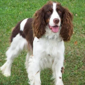 Say hello to the energetic and affectionate English Springer Spaniel - a breed that's always ready for an adventure with their human family. Discover more about their personality, exercise needs, and trainability, and find a reputable breeder to bring home a new furry family member from our list of English Springer Spaniel breeders.