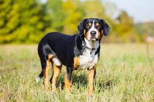 Meet the Entlebucher Mountain Dog: Loyal, Intelligent, and Energetic! Find your perfect pup from our list of reputable breeders.
