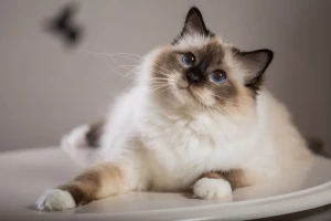 Experience the Charm of European Burmese Cats: Elegant, Affectionate, and Playful! Discover your new feline friend from our trusted list of European Burmese breeders.