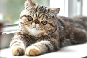 Fall in Love with Exotic Shorthair Cats: Adorable, Laid-back, and Cuddly! Browse our selection of reputable Exotic Shorthair breeders and bring home your new furry companion today.