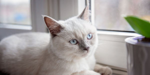 Meet the elegant and striking Colorpoint Shorthair, these cats are known for their piercing blue eyes that are sure to mesmerize. The Colorpoint Shorthair is a playful and affectionate companion. If you're looking for a cat that will keep you on your toes and brighten up your home with its beauty, consider getting a Colorpoint Shorthair. Browse our list of reputable breeders to find your new furry friend.