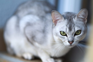 Meet the Burmilla - The perfect mix of a Burmese and a Chinchilla cat. Elegant, playful, and cuddly, this breed is sure to steal your heart. Find reputable Burmilla breeders near you.