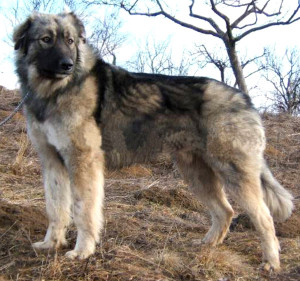 The loyal and majestic Carpathian Sheepdog - learn about this breed and find reputable breeders on our website.