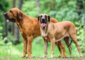 Meet the Mighty Fila Brasileiro: Brave, Protective, and Devoted! Find your ideal guardian and loyal companion from our list of reputable Fila Brasileiro breeders.