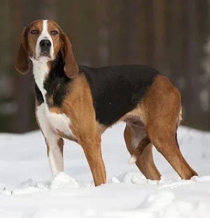 Discover the Beauty of Finnish Hounds: Agile, Vocal, and Affectionate! Connect with our network of trusted Finnish Hound breeders and bring home your new furry friend today.