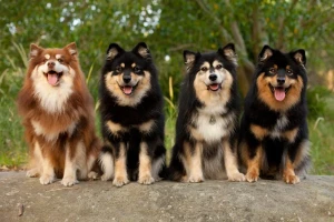 Fall in Love with the Finnish Lapphund: Friendly, Intelligent, and Adorable! Browse our selection of reputable Finnish Lapphund breeders and find your perfect match today.