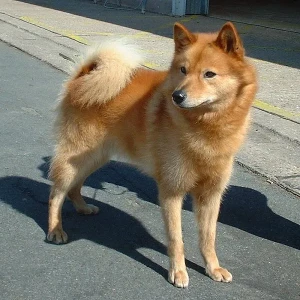 Experience the Magic of the Finnish Spitz: Lively, Vocal, and Loyal! Connect with our network of trusted Finnish Spitz breeders and bring home your new furry companion today.